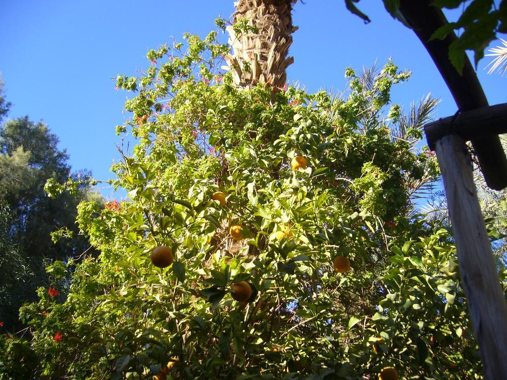Villa Zagora Ma Villa Au Sahara Eksteriør bilde