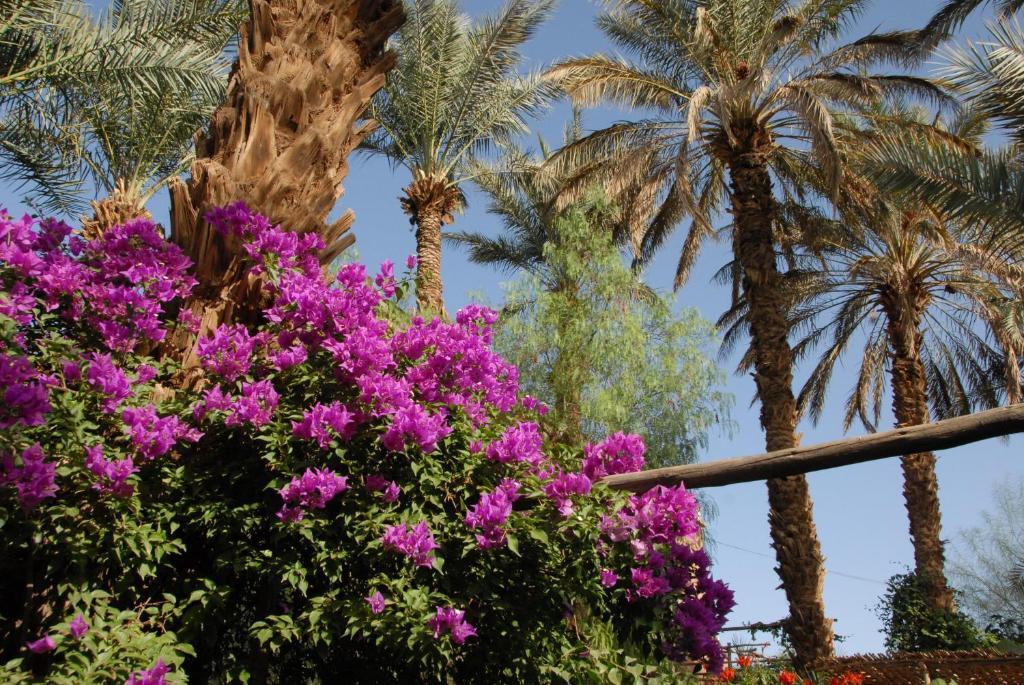 Villa Zagora Ma Villa Au Sahara Eksteriør bilde